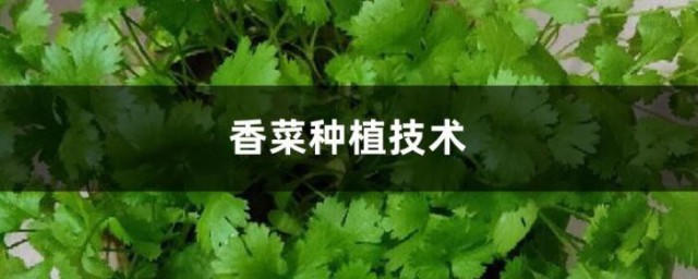 種香菜的方法 香菜種植技術