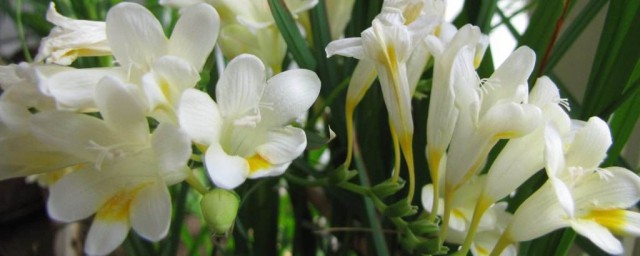 蘭花怎麼澆水 蘭花的澆水方法