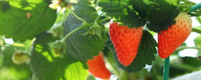 草莓養殖方法和註意事項 草莓怎麼養殖