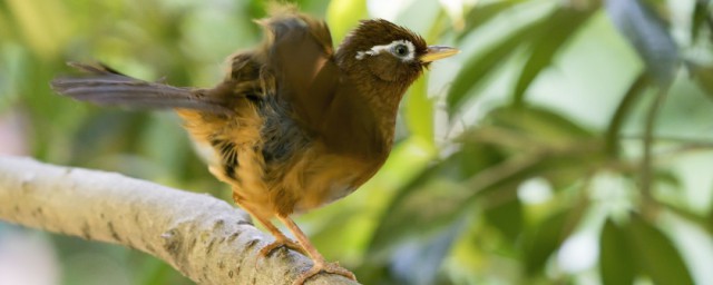 畫眉鳥怎麼養正確 正確的飼養畫眉鳥的方式