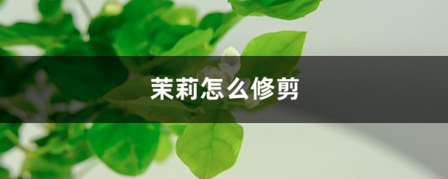 茉莉花剪枝的方法 4種修剪技巧讓茉莉花快速爆盆