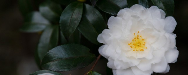 茶花室內養殖方法 溫度應該控制在什麼范圍