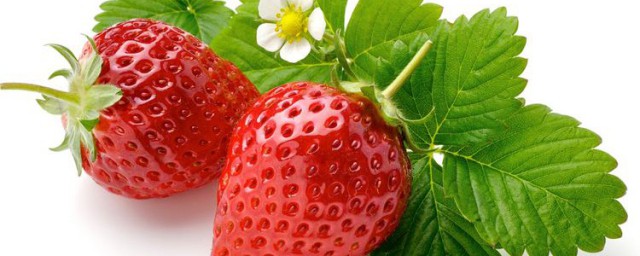 高山草莓播種方法 草莓高山育苗促成栽培技術