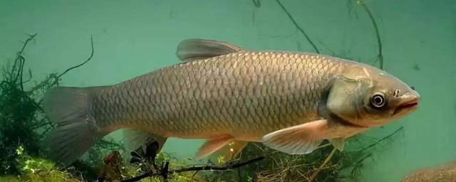 魚膽的主要危害 一定不能誤食魚膽