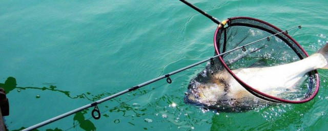 如何釣鰱鳙 鰱鳙釣魚技巧