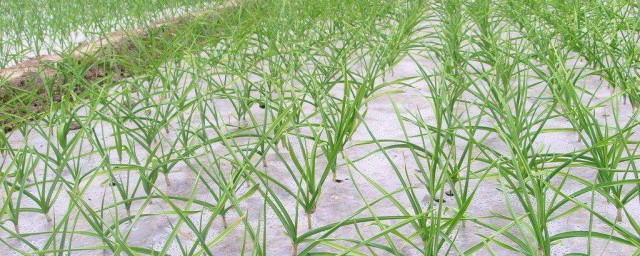 什麼時候種大蒜 取決於當地氣候條件