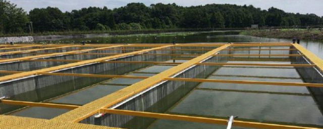 魚塘飼養方法 池塘養魚技巧