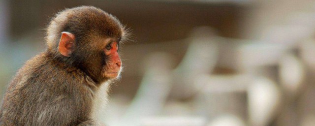 恒溫動物有哪些 恒溫動物列述