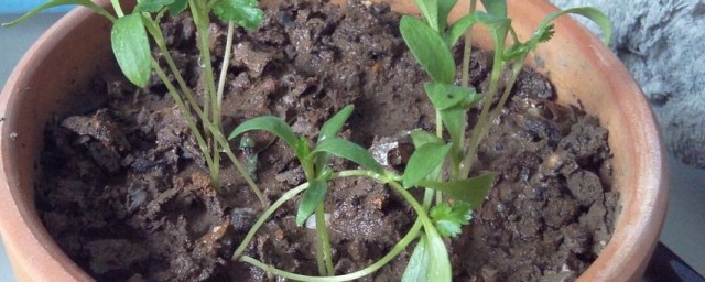 花盆漚肥方法 花盆漚肥方法是什麼