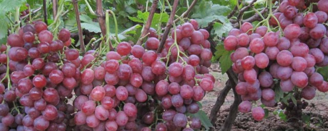 紅提施肥方法 紅提如何施肥