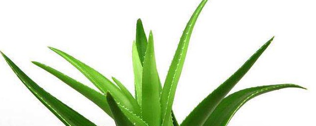 蘆薈保存方法 怎麼保存蘆薈