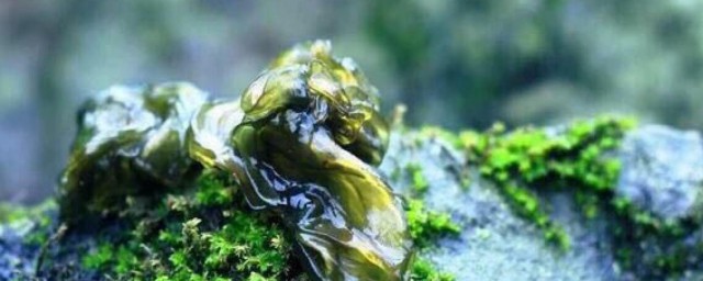 地皮菜野菜湯如何做 地皮菜野菜湯的做法