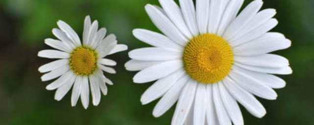 小雛菊的花語是什麼 小雛菊代表什麼