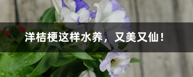 洋桔梗水培方法 洋桔梗這樣水養又美又仙