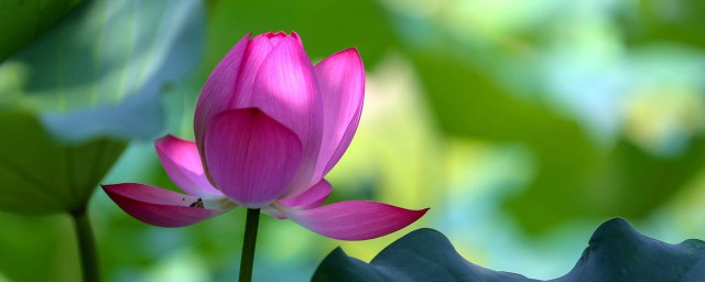 蓮花播種方法 蓮花種植方法