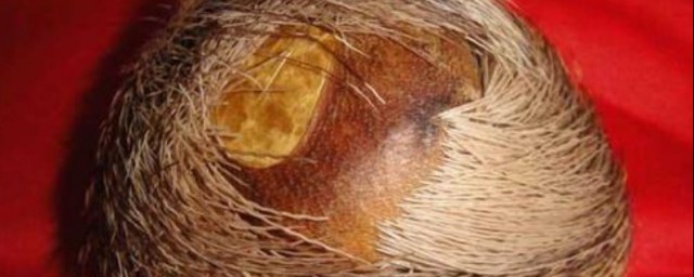 麝香是什麼動物身上的哪個部位 麝香是什麼