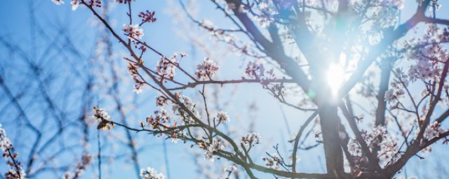 梅花的寓意和象征 梅花的花語