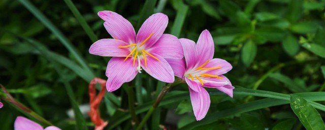 蘭草花培養方法 蘭草花如何培養