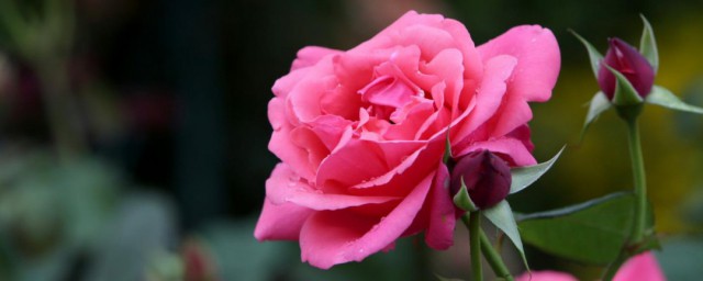 哪些花除甲醛 什麼花除甲醛好