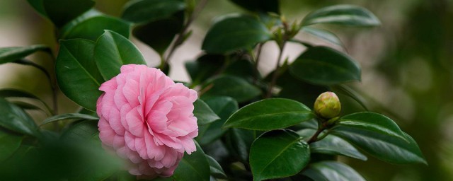 茶花什麼時候開花 茶花的花期