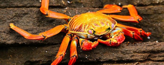 螃蟹怎樣做好吃 螃蟹的做法
