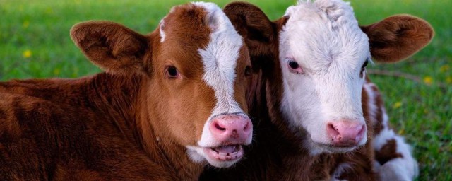 飼養小牛的方法 這樣飼養的小牛最健康