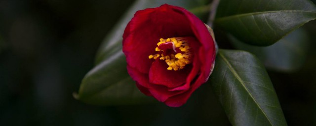 茶花上肥方法 氮肥催春梢