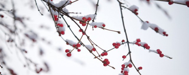 雪花飛揚是成語嗎 雪花飛揚的介紹