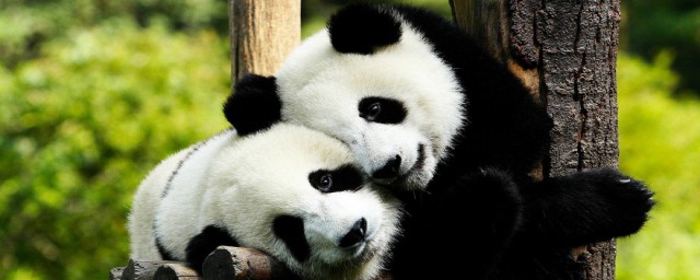 為什麼熊貓是國寶 熊貓是國寶的原因