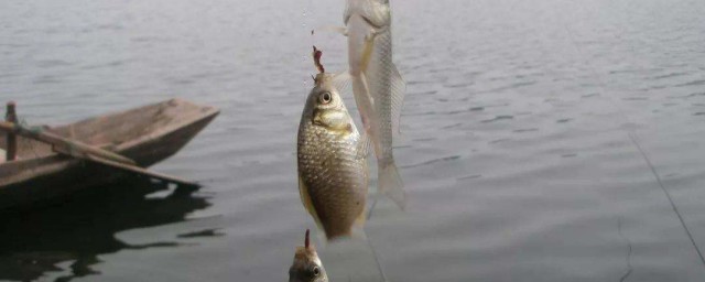 流水河釣鯽魚方法 流水河釣鯽魚方法分享