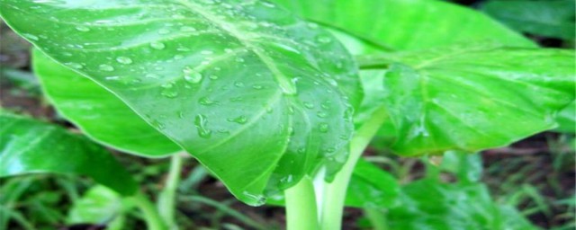 滴水觀音莖折怎麼處理 滴水觀音莖折處理措施