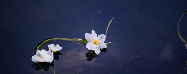 海菜花花期 海菜花如何繁殖