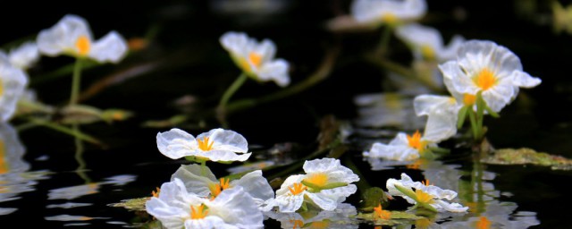 海菜花什麼季節開花 海菜花長在哪裡