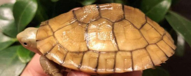 黃喉小青龜養殖方法 養殖黃喉小青龜需要註意什麼