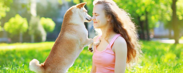 怎樣訓練馬犬 訓練馬犬的正確方法