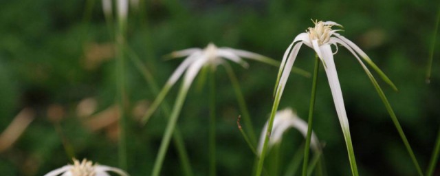 白鷺莞養殖方法 白鷺莞怎麼養