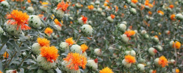 紅花詳細種植方法 紅花怎麼種植