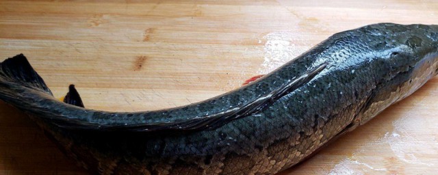黑魚怎麼做好吃又簡單 黑魚的做法