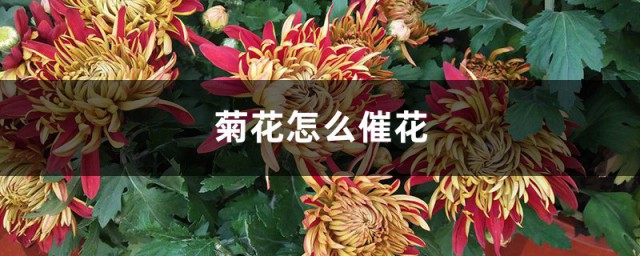 菊花的催花方法 不同節氣方法不同