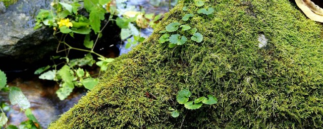 青苔怎麼做花土 青苔如何做花土