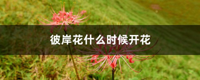 彼岸花什麼時候開花 開花註意事項有哪些