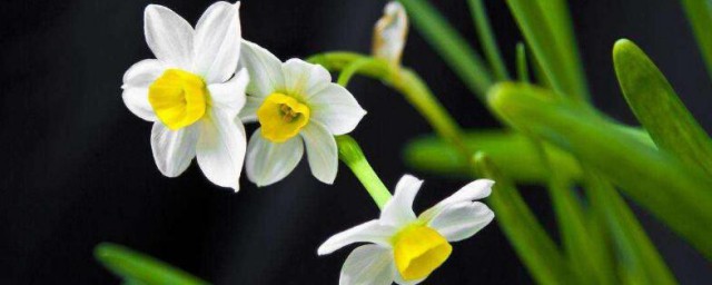 水仙花什麼時候開 水仙花的開花時間