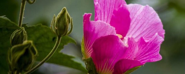 芙蓉什麼時候開花 芙蓉的開花時間