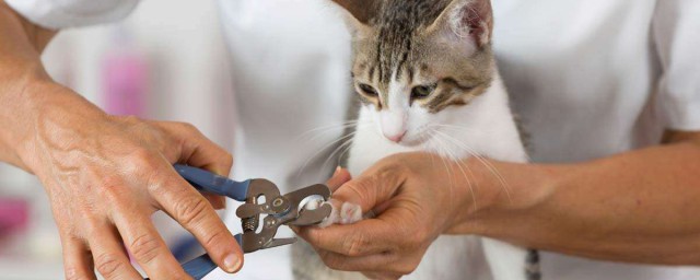 如何給貓咪剪指甲 貓指甲怎麼剪
