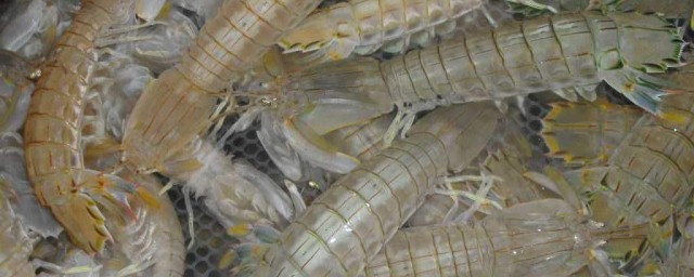 釣琵琶蝦方法 如何釣琵琶蝦