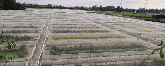 沼蛙養殖方法 沼蛙養殖方法教程