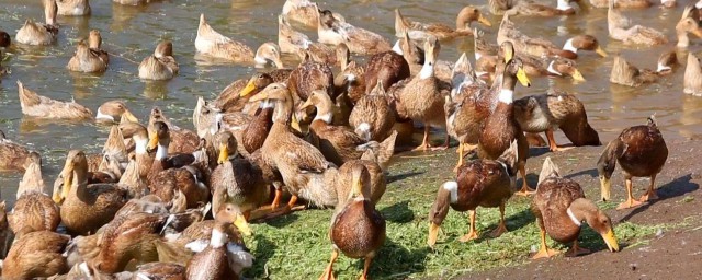 如何養鴨 怎樣養鴨