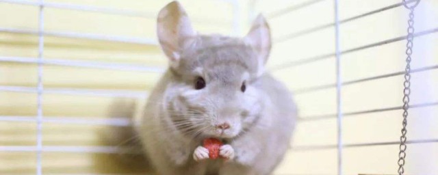 我們經常飼養的寵物龍貓是貓嗎 龍貓的簡單介紹