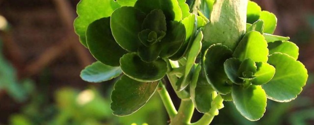 長壽花太細瞭怎麼處理 長壽花太細怎麼辦