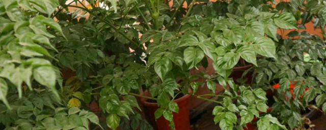 幸福樹換盆瞭怎麼處理 蔫瞭怎麼辦